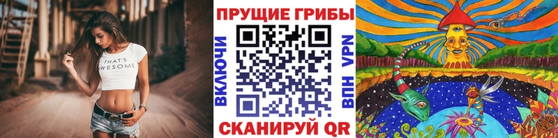 Галлюциногенные грибы Psilocybe  блэк спрут ТОР  Шлиссельбург 